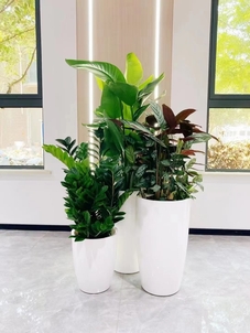 奉化花木租摆价格实惠